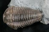 Beautiful Flexicalymene Trilobite - #8329-2